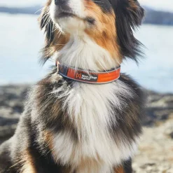 Non-stop Dogwear Cruise Collar Orange