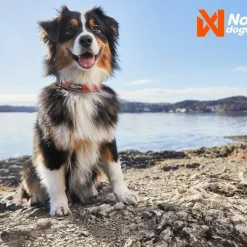 Non-stop Dogwear Cruise Collar Orange