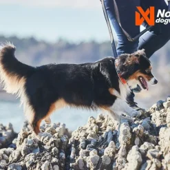 Non-stop Dogwear Cruise Collar Orange
