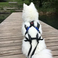 Non-stop Dogwear Freemotion Harness Black