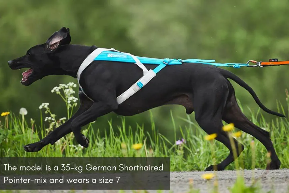 Non-stop Dogwear Freemotion Harness 5.0 Size 8 Blue/Grey