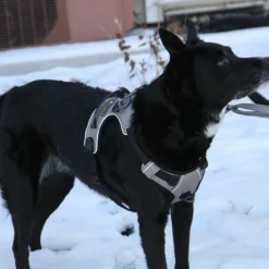 OllyDog Alpine Reflective Harness Flint