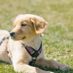OllyDog Alpine Reflective Comfort Harness Rosewood
