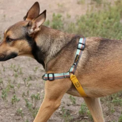 OllyDog Essential Harness Raven Bark